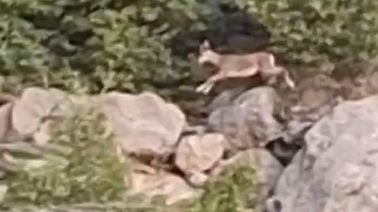 Onlar da yangından kaçtı