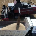 Serik Belediyesi buğday hasadına başladı