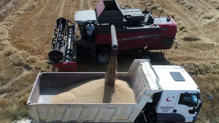 Serik Belediyesi buğday hasadına başladı