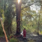 Serik'te orman yangını söndürüldü