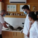 Sorgun Sahili'nde 2 yeşil deniz kaplumbağası ölüsü bulundu