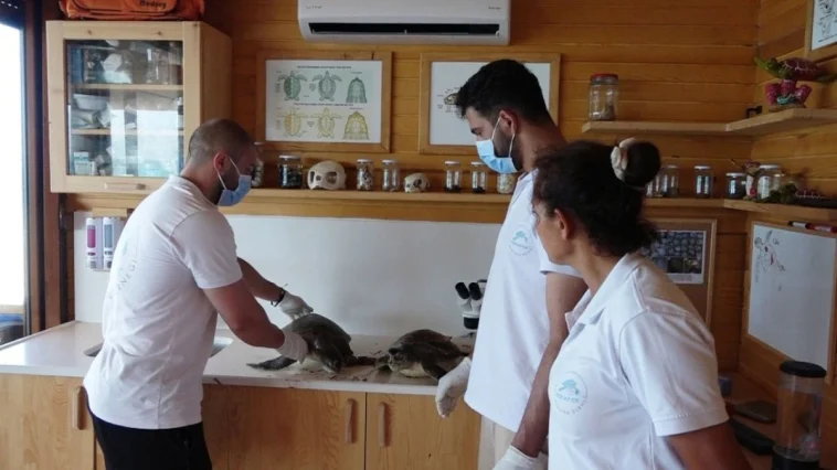 Sorgun Sahili'nde 2 yeşil deniz kaplumbağası ölüsü bulundu