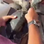 Yavru kaplumbağa çuvaldan kurtarıldı