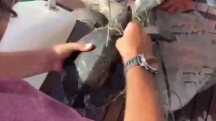 Yavru kaplumbağa çuvaldan kurtarıldı