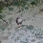 Yayladaki evin bahçesi yabani hayvanların mekanı oldu