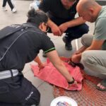 Ölen yavrusu kuyruğuna yapışan kedi kurtarıldı