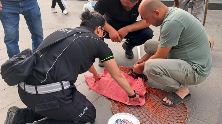 Ölen yavrusu kuyruğuna yapışan kedi kurtarıldı