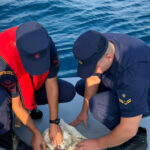 Çuvala dolanmış deniz kaplumbağasını Sahil Güvenlik kurtardı