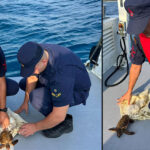 İşte böyle bulundu Deniz kaplumbağasını Sahil Güvenlik kurtardı