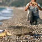 Çıralıda işletmeler, caretta carettaları sahiplendi