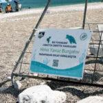 Caretta carettaları işletmeler sahiplendi