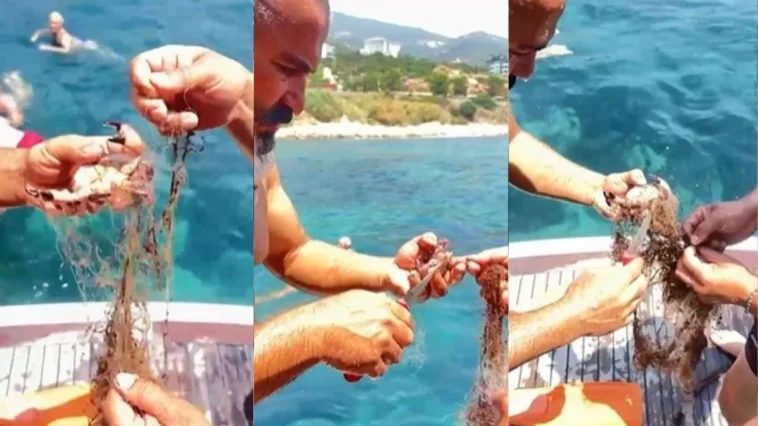 Alanya'da hayalet ağa takılan 3 yengeci vatandaşlar kurtardı