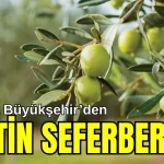 Antalya Büyükşehir'den zeytin seferberliği