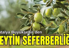 Antalya Büyükşehir'den zeytin seferberliği