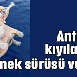 Antalya kıyılarında inek sürüsü vurdu