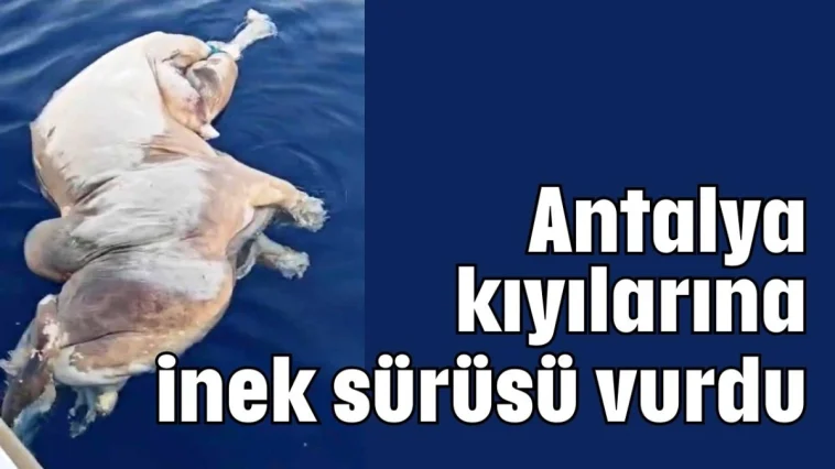 Antalya kıyılarında inek sürüsü vurdu