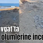 Antalya Manavgat'ta balık ölümlerine inceleme