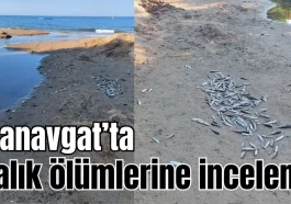 Antalya Manavgat'ta balık ölümlerine inceleme