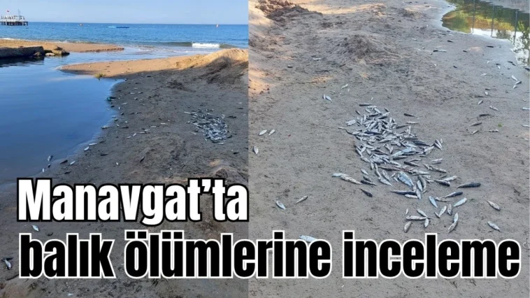 Antalya Manavgat'ta balık ölümlerine inceleme