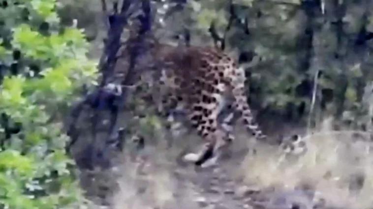 Antalya'da Anadolu parsı görüntülendi