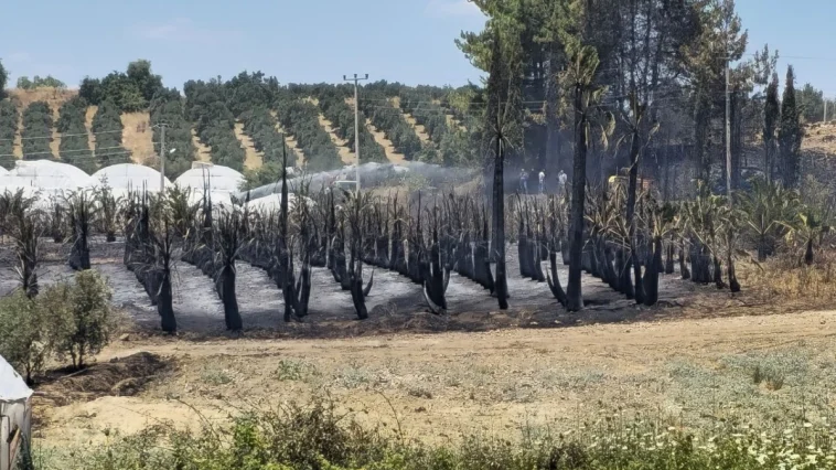 Antalya'da çıkan yangında palmiye ağaçları küle döndü