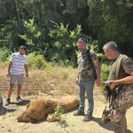 Antalya'da kaçan aslan avcılar tarafından öldürüldü