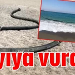 Antalya’da kıyıya vurdu!