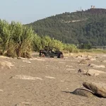 Antalya'daki caretta caretta yuvalarında yapılan duyarsızlık tepki çekti