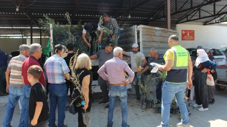 Büyükşehir’den 19 ilçeye 40 bin zeytin fidanı desteği