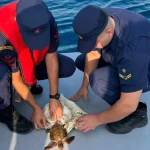 Deniz kaplumbağası operasyonla kurtarıldı