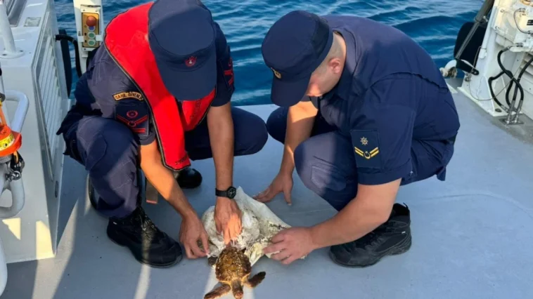 Deniz kaplumbağası operasyonla kurtarıldı