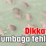 Dikkat! Bu kaplumbağa tehlikeli