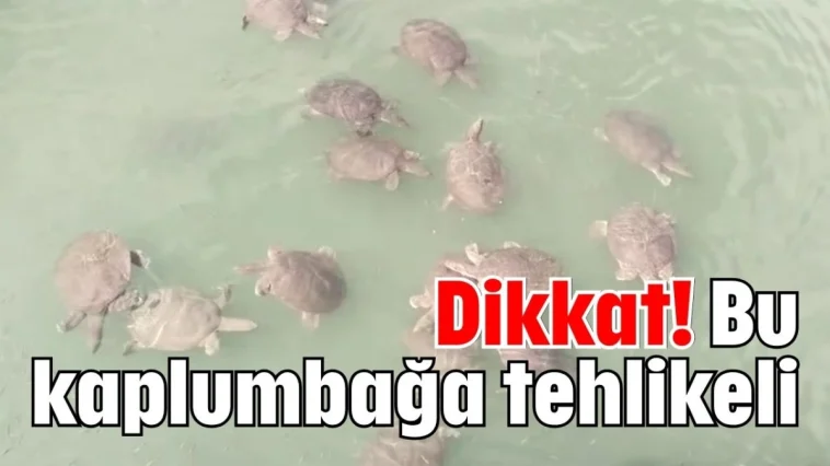 Dikkat! Bu kaplumbağa tehlikeli
