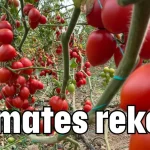 Domates rekoru