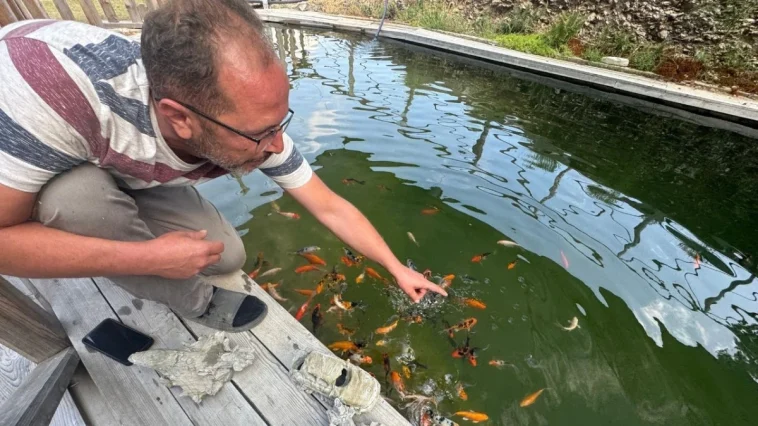 Havuzda yetiştirdiği 147 akvaryum balığına gözü gibi bakıyor
