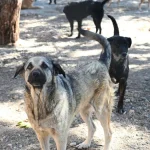 Kemer Belediyesi, can dostların yanında