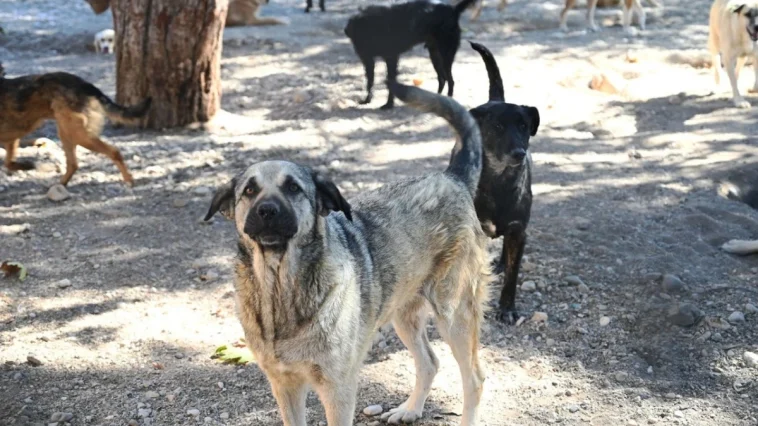 Kemer Belediyesi, can dostların yanında