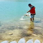 Korkuteli’de baraj ve göletlere 60 bin sazan yavrusu bırakıldı