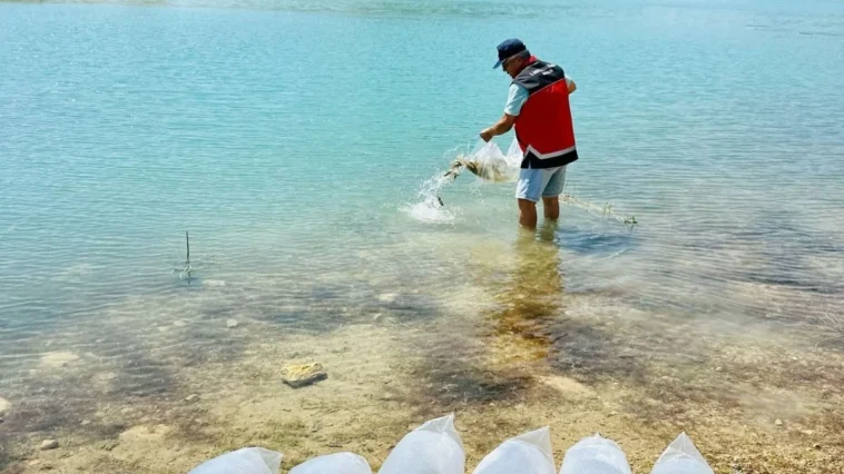 Korkuteli’de baraj ve göletlere 60 bin sazan yavrusu bırakıldı