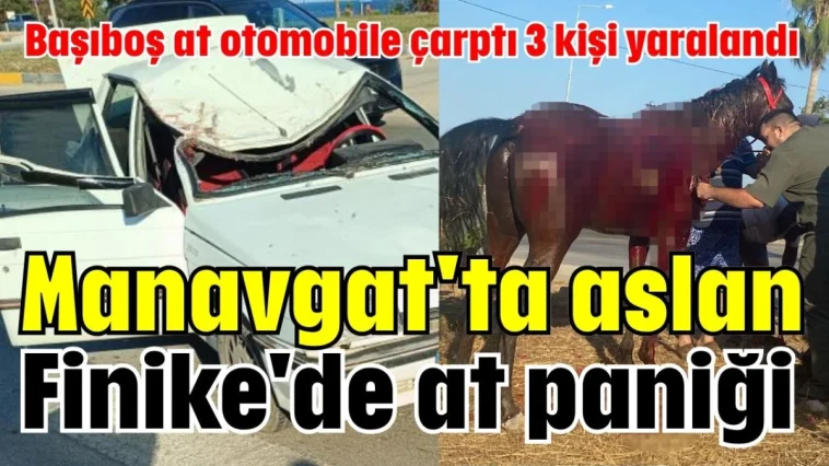 Manavgat'ta aslan, Finike'de at paniği!