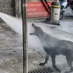 Oto yıkamacıya gelen sadık misafir