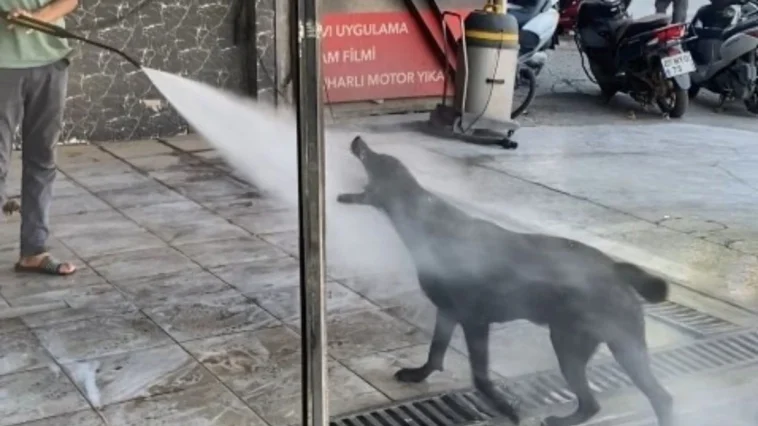 Oto yıkamacıya gelen sadık misafir