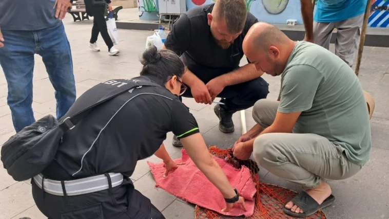 Serik’te duygulandıran kedi kurtarma operasyonu