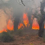 Yangınlar sadece ormanı değil, sağlığımızı da yakıyor