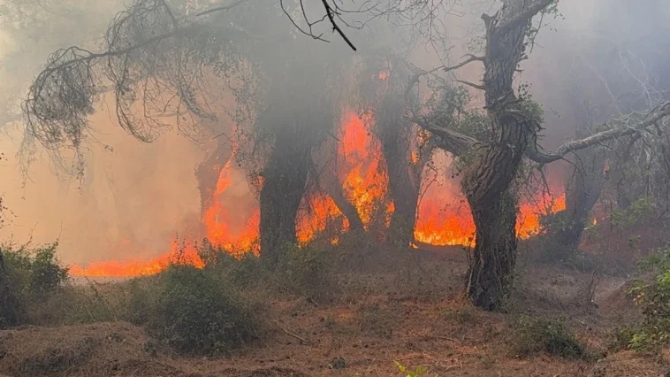 Yangınlar sadece ormanı değil, sağlığımızı da yakıyor