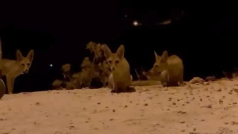 Yol kenarına gelen tilkiler krakerle doydu