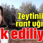 Zeytinlikler rant uğruna yok ediliyor