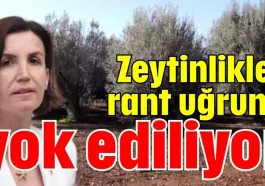 Zeytinlikler rant uğruna yok ediliyor