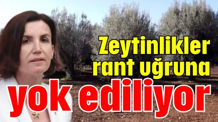 Zeytinlikler rant uğruna yok ediliyor