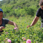 Zirai don gülü vurdu, rekolte yüzde 30 azaldı